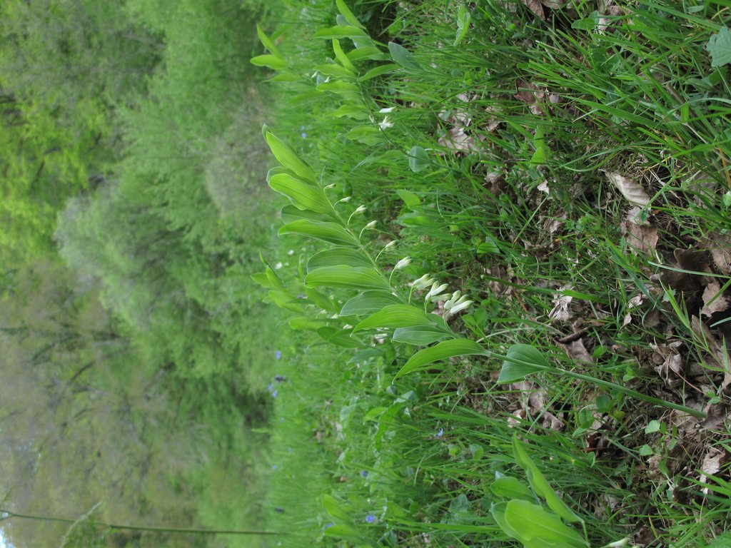 Polygonatum multiflorum